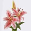 Artificial Flower Lily single stem moist real touch GS-79826004-P2_1 Artificial Flower 26*14*89cm Lily single stem /moist real touch GS-79826004-P2 2026SEP 3,000+ sqm showroom with thousands of artificial flowers, plants & trees ready for global sourcing.