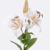 Artificial Flower Lily single stem moist real touch GS-79826004-W2_1 Artificial Flower 26*14*89cm Lily single stem /moist real touch GS-79826004-W2 2026SEP 3,000+ sqm showroom with thousands of artificial flowers, plants & trees ready for global sourcing.