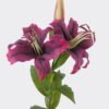 Artificial Flower 10*8*74cm Lily  single stem GS-64925037 2026Aug 3,000+ sqm showroom with thousands of artificial flowers, plants & trees ready for global sourcing.