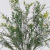 Artificial Flower Love Grass Acanthosphere 14 bush GS-01126008_3 Artificial Flower 23*13*46cm Love Grass Acanthosphere *14 bush GS-01126008 2026Jun 3,000+ sqm showroom with thousands of artificial flowers, plants & trees ready for global sourcing.