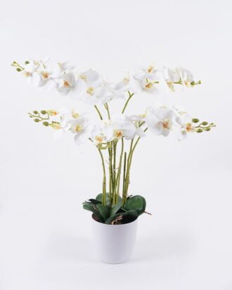Artificial Flower 55*55*80cm Orchid in PP pot GS-03325151RP-W1 2026Jun 3,000+ sqm showroom with thousands of artificial flowers, plants & trees ready for global sourcing. Artificial Flower 55*55*80cm Orchid in PP pot GS-03325151RP-W1 2026Jun 3,000+ sqm showroom with thousands of artificial flowers, plants & trees ready for global sourcing.