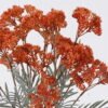 Artificial Flower 20*8*48cm Oriental Cherry *4 bush GS-59126012-O1 2026Aug 3,000+ sqm showroom with thousands of artificial flowers, plants & trees ready for global sourcing.