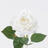 Artificial Flower Peony single stem GS-84526005-W1_2 Artificial Flower 13*9*52cm Peony single stem GS-84526005-W1 2026SEP 3,000+ sqm showroom with thousands of artificial flowers, plants & trees ready for global sourcing.