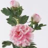 Artificial Flower 20*17*70cm Peony * single stem /moist real touch GS-79826005-P4 2026SEP 3,000+ sqm showroom with thousands of artificial flowers, plants & trees ready for global sourcing.