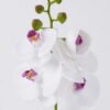 Artificial Flower Phalaenopsis 5 single stem real touch GS-68626004_2 Artificial Flower 12*6*50cm Phalaenopsis *5 single stem/real touch GS-68626004 2026Aug 3,000+ sqm showroom with thousands of artificial flowers, plants & trees ready for global sourcing.