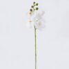 Artificial Flower Phalaenopsis 5 single stem real touch GS-68626004_4 Artificial Flower 12*6*50cm Phalaenopsis *5 single stem/real touch GS-68626004 2026Aug 3,000+ sqm showroom with thousands of artificial flowers, plants & trees ready for global sourcing.
