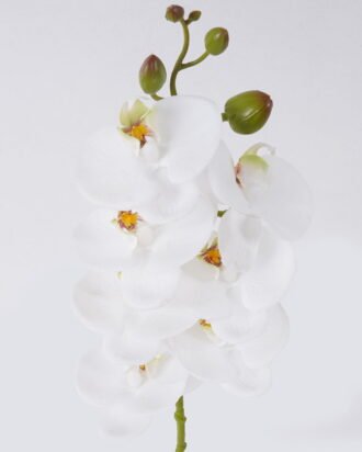 Artificial Flower 12*6*55cm Phalaenopsis *7 single stem/real touch GS-68626003 2026Aug 3,000+ sqm showroom with thousands of artificial flowers, plants & trees ready for global sourcing. Artificial Flower 12*6*55cm Phalaenopsis *7 single stem/real touch GS-68626003 2026Aug 3,000+ sqm showroom with thousands of artificial flowers, plants & trees ready for global sourcing.