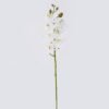 Artificial Flower Phalaenopsis 7 single stem real touch GS-68626003_3 Artificial Flower 12*6*55cm Phalaenopsis *7 single stem/real touch GS-68626003 2026Aug 3,000+ sqm showroom with thousands of artificial flowers, plants & trees ready for global sourcing.