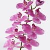 Artificial Flower Phalaenopsis 8 single stem real touch GS-68622007AUT_2 Artificial Flower 18*9*98cm Phalaenopsis *8 single stem/real touch GS-68622007AUT 2026Aug 3,000+ sqm showroom with thousands of artificial flowers, plants & trees ready for global sourcing.