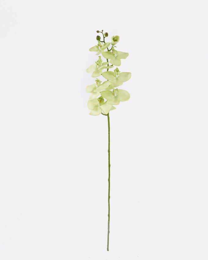 Artificial Flower Phalaenopsis 8 single stem real touch GS-68622007AUT_6 Artificial Flower 18*9*98cm Phalaenopsis *8 single stem/real touch GS-68622007AUT 2026Aug 3,000+ sqm showroom with thousands of artificial flowers, plants & trees ready for global sourcing.