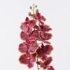 Artificial Flower Phalaenopsis 9 single stem GS-64925038-R4_1 Artificial Flower 16*8*95cm Phalaenopsis *9 single stem GS-64925038-R4 2026Aug 3,000+ sqm showroom with thousands of artificial flowers, plants & trees ready for global sourcing.