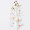 Artificial Flower Phalaenopsis 9 single stem GS-64925038-W2_3 Artificial Flower 16*8*95cm Phalaenopsis *9 single stem GS-64925038-W2 2026Aug 3,000+ sqm showroom with thousands of artificial flowers, plants & trees ready for global sourcing.