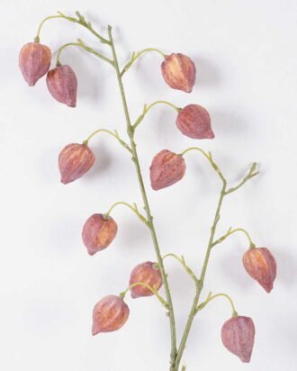 Artificial Flower 25*8*90cm Physalis peruviana *11 single stem GS-77626006-Y1 2026Aug 3,000+ sqm showroom with thousands of artificial flowers, plants & trees ready for global sourcing. Artificial Flower 25*8*90cm Physalis peruviana *11 single stem GS-77626006-Y1 2026Aug 3,000+ sqm showroom with thousands of artificial flowers, plants & trees ready for global sourcing.