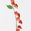 Artificial Flower Poha single stem GS-35126004-O2_1 Artificial Flower 8*3*100cm Poha single stem GS-35126004-O2 2026Jul 3,000+ sqm showroom with thousands of artificial flowers, plants & trees ready for global sourcing.