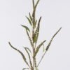 Artificial Flower Snake Tail Stems single stem GS-57926010_2 Artificial Flower 27*9*94cm Snake Tail Stems single stem GS-57926010 2026Aug 3,000+ sqm showroom with thousands of artificial flowers, plants & trees ready for global sourcing.