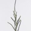 Artificial Flower Snake tail grass single stem GS-57926009_3 Artificial Flower 80*3*94cm Snake tail grass single stem GS-57926009 2026Aug 3,000+ sqm showroom with thousands of artificial flowers, plants & trees ready for global sourcing.