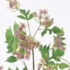 Artificial Flower Snow Pearl Flower Single Stem GS-27926006_2 Artificial Flower 20*12*95cm Snow Pearl Flower Single Stem GS-27926006 2026Jul 3,000+ sqm showroom with thousands of artificial flowers, plants & trees ready for global sourcing.