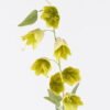 Artificial Flower Thunberg Fritillary Bulb single stem GS-83526002_2 Artificial Flower 11*6*86cm Thunberg Fritillary Bulb single stem GS-83526002 2026SEP 3,000+ sqm showroom with thousands of artificial flowers, plants & trees ready for global sourcing.