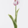 Artificial Flower Tulip single stem real touch GS-68626008-W2_2 Artificial Flower 12*5*45cm Tulip single stem/real touch GS-68626008-W2 2026Aug 3,000+ sqm showroom with thousands of artificial flowers, plants & trees ready for global sourcing.