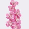 Artificial Flower Vanda 7 single stem moist real touch GS-79826003-P3_1 Artificial Flower 20*12*95cm Vanda *7 single stem /moist real touch GS-79826003-P3 2026SEP 3,000+ sqm showroom with thousands of artificial flowers, plants & trees ready for global sourcing.