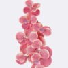 Artificial Flower Vanda 7 single stem moist real touch GS-79826003-R1_1 Artificial Flower 20*12*95cm Vanda *7 single stem /moist real touch GS-79826003-R1 2026SEP 3,000+ sqm showroom with thousands of artificial flowers, plants & trees ready for global sourcing.
