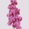 Artificial Flower Vanda 7 single stem moist real touch GS-79826003-Z1_3 Artificial Flower 20*12*95cm Vanda *7 single stem /moist real touch GS-79826003-Z1 2026SEP 3,000+ sqm showroom with thousands of artificial flowers, plants & trees ready for global sourcing.