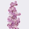 Artificial Flower Vanda 7 single stem moist real touch GS-79826003-Z4_1 Artificial Flower 20*12*95cm Vanda *7 single stem /moist real touch GS-79826003-Z4 2026SEP 3,000+ sqm showroom with thousands of artificial flowers, plants & trees ready for global sourcing.