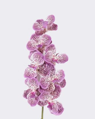 Artificial Flower 20*12*95cm Vanda *7 single stem /moist real touch GS-79826003-Z4 2026SEP 3,000+ sqm showroom with thousands of artificial flowers, plants & trees ready for global sourcing. Artificial Flower 20*12*95cm Vanda *7 single stem /moist real touch GS-79826003-Z4 2026SEP 3,000+ sqm showroom with thousands of artificial flowers, plants & trees ready for global sourcing.