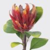 Artificial Flower Vileplume single stem GS-59026002_2 Artificial Flower 20*13*62cm Vileplume single stem GS-59026002 2026Aug 3,000+ sqm showroom with thousands of artificial flowers, plants & trees ready for global sourcing.