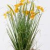 Artificial Grass Setaria in linen GS-29426026_2 Artificial Grass 30*14*89cm Setaria in linen GS-29426026 2026Jul 3,000+ sqm showroom with thousands of artificial flowers, plants & trees ready for global sourcing.