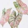 Artificial Plant 20*8*55cm Alocasia *3 single stem GS-83526005-G1 2026SEP 3,000+ sqm showroom with thousands of artificial flowers, plants & trees ready for global sourcing.