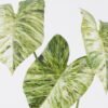 Artificial Plant Alocasia 3 single stem GS-83526005-G3_4 Artificial Plant 20*8*55cm Alocasia *3 single stem GS-83526005-G3 2026SEP 3,000+ sqm showroom with thousands of artificial flowers, plants & trees ready for global sourcing.