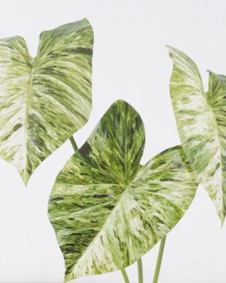 Artificial Plant 20*8*55cm Alocasia *3 single stem GS-83526005-G3 2026SEP 3,000+ sqm showroom with thousands of artificial flowers, plants & trees ready for global sourcing. Artificial Plant 20*8*55cm Alocasia *3 single stem GS-83526005-G3 2026SEP 3,000+ sqm showroom with thousands of artificial flowers, plants & trees ready for global sourcing.
