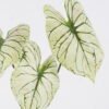 Artificial Plant Alocasia 3 single stem GS-83526005_2 Artificial Plant 20*8*55cm Alocasia *3 single stem GS-83526005 2026SEP 3,000+ sqm showroom with thousands of artificial flowers, plants & trees ready for global sourcing.