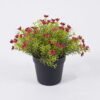 Artificial Plant Anise herb in PP pot GS-59126006-P1_1 Artificial Plant 18*18*20cm Anise herb in PP pot GS-59126006-P1 2026Aug 3,000+ sqm showroom with thousands of artificial flowers, plants & trees ready for global sourcing.