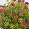 Artificial Plant Anise herb in PP pot GS-59126006-P1_5 Artificial Plant 18*18*20cm Anise herb in PP pot GS-59126006-P1 2026Aug 3,000+ sqm showroom with thousands of artificial flowers, plants & trees ready for global sourcing.