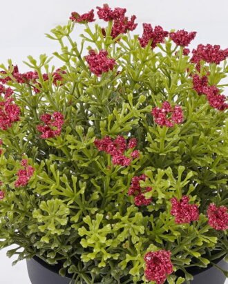 Artificial Plant 18*18*20cm Anise herb in PP pot GS-59126006-P1 2026Aug 3,000+ sqm showroom with thousands of artificial flowers, plants & trees ready for global sourcing.