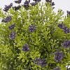 Artificial Plant Anise herb in PP pot GS-59126006-Z1_1 Artificial Plant 18*18*20cm Anise herb in PP pot GS-59126006-Z1 2026Aug 3,000+ sqm showroom with thousands of artificial flowers, plants & trees ready for global sourcing.