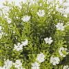 Artificial Plant Anise herb in PP pot GS-59126006_2 Artificial Plant 18*18*20cm Anise herb in PP pot GS-59126006 2026Aug 3,000+ sqm showroom with thousands of artificial flowers, plants & trees ready for global sourcing.