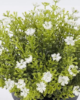 Artificial Plant 18*18*20cm Anise herb in PP pot GS-59126006 2026Aug 3,000+ sqm showroom with thousands of artificial flowers, plants & trees ready for global sourcing.