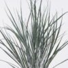 Artificial Plant Aquatic plant 9 bush GS-01126001_2 Artificial Plant 20*2*80cm Aquatic plant *9 bush GS-01126001 2026Jun 3,000+ sqm showroom with thousands of artificial flowers, plants & trees ready for global sourcing.