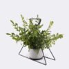 Artificial Plant Decorativeironworkpiecewithtriangularleavesofwildfernpottedleaf GS-48126016-UV_1 Artificial Fern Plant Wild Fern with Triangular Leaves, Decorative Iron Frame Potted Greenery GS-48126016-UV 2026Aug 3,000+ sqm showroom with thousands of artificial flowers, plants & trees ready for global sourcing.