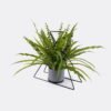 Artificial Plant Decorativeironworkpiecewithtriangularleavesofwildfernpottedleaf GS-48126018-UV_7 Artificial Fern Plant with Triangular Leaves Decorative Iron Work Potted Greenery GS-48126018-UV 2026Aug 3,000+ sqm showroom with thousands of artificial flowers, plants & trees ready for global sourcing.