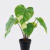 Artificial Plant 54*48*50cm Epipremnum aureum in PP pot/8 Lvs GS-84626011 2026SEP 3,000+ sqm showroom with thousands of artificial flowers, plants & trees ready for global sourcing.