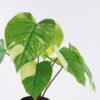 Artificial Plant 54*48*50cm Epipremnum aureum in PP pot/8 Lvs GS-84626011 2026SEP 3,000+ sqm showroom with thousands of artificial flowers, plants & trees ready for global sourcing.
