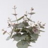 Artificial Plant 20*17*44cm Eucalyptus *5 bush GS-14326004 2026Jun 3,000+ sqm showroom with thousands of artificial flowers, plants & trees ready for global sourcing.