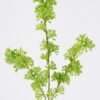 Artificial Plant Flower 3 single stem GS-51626008-G1_2 Artificial Plant 12*6*62cm Flower *3 single stem GS-51626008-G1 2026Aug 3,000+ sqm showroom with thousands of artificial flowers, plants & trees ready for global sourcing.