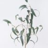 Artificial Plant Large curved-leaf eucalyptus with fruits single stem GS-43126005_2 Artificial Plant 14*13*102.5cm Large curved-leaf eucalyptus with fruits single stem GS-43126005 2026Jul 3,000+ sqm showroom with thousands of artificial flowers, plants & trees ready for global sourcing.