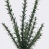 Artificial Plant Leaf 11 bush GS-02226006_3 Artificial Plant 27*15*42cm Leaf *11 bush GS-02226006 2026Jun 3,000+ sqm showroom with thousands of artificial flowers, plants & trees ready for global sourcing.