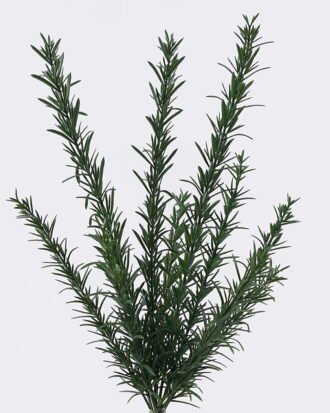 Artificial Plant 27*15*42cm Leaf *11 bush GS-02226006 2026Jun 3,000+ sqm showroom with thousands of artificial flowers, plants & trees ready for global sourcing. Artificial Plant 27*15*42cm Leaf *11 bush GS-02226006 2026Jun 3,000+ sqm showroom with thousands of artificial flowers, plants & trees ready for global sourcing.